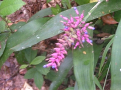 Aechmea organensis