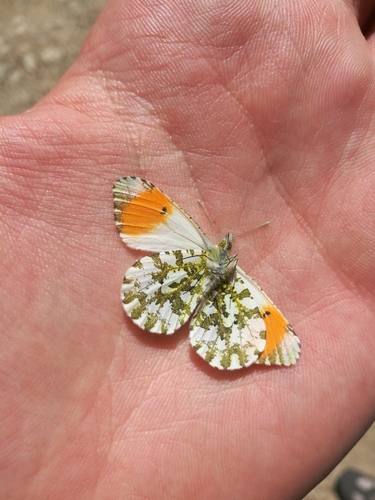 Photo of orange-tip (Anthocharis cardamines)