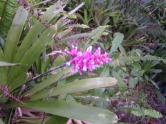 Aechmea organensis