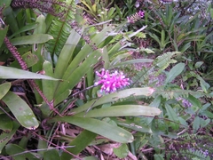 Aechmea organensis