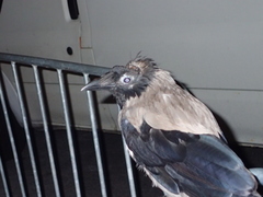 Corvus cornix