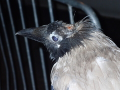 Corvus cornix