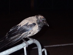 Corvus cornix