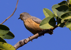 Sylvietta rufescens pallida