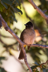 Pycnonotus barbatus tricolor