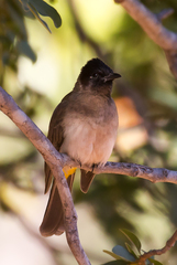 Pycnonotus barbatus tricolor