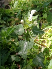 Lamium bifidum