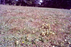 Triphysaria floribunda