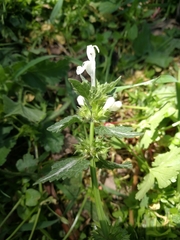 Lamium bifidum