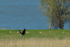 Haliaeetus albicilla