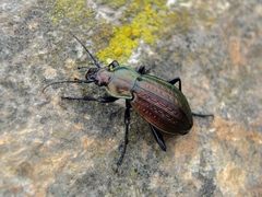 Carabus arvensis
