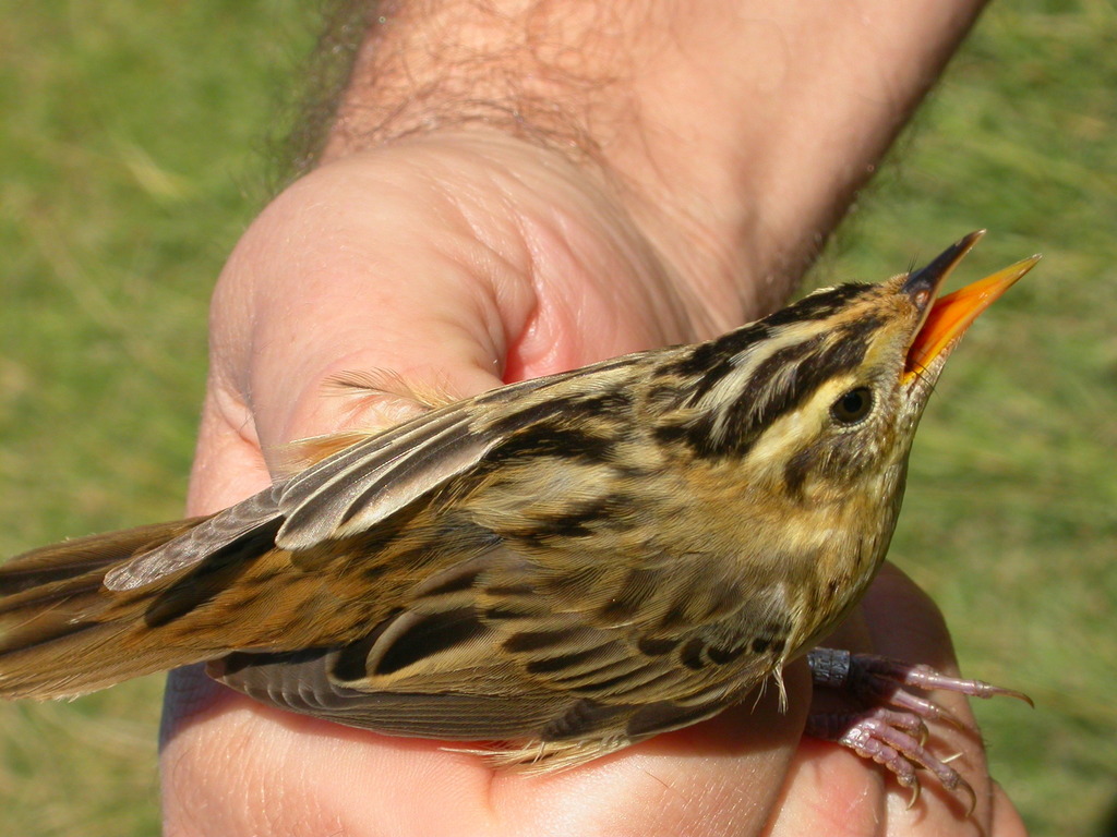 Aquatic Warbler