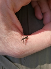 Micrelytra fossularum