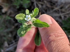 Lithospermum matamorense