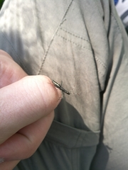 Micrelytra fossularum