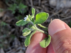 Lithospermum matamorense