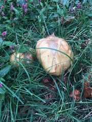 Agaricus nanaugustus