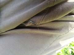 Micrelytra fossularum