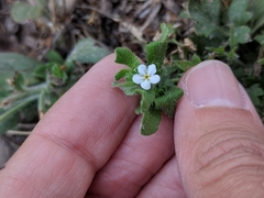 Lithospermum matamorense
