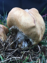 Agaricus nanaugustus