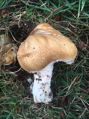 Agaricus nanaugustus