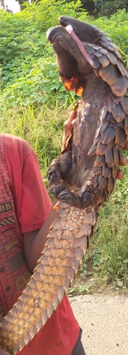Black-bellied Pangolin