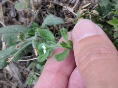 Lithospermum matamorense