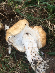 Agaricus nanaugustus
