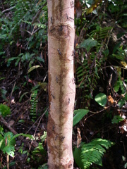 Leonardoxa africana