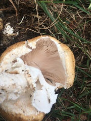 Agaricus nanaugustus