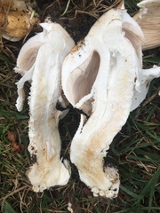 Agaricus nanaugustus