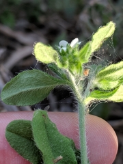 Lithospermum matamorense