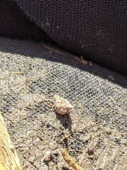 Mistharnophantia