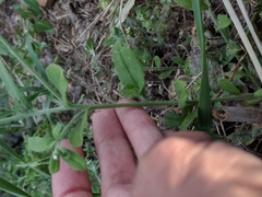 Lithospermum matamorense