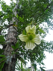 Parmentiera aculeata