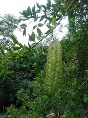 Parmentiera aculeata