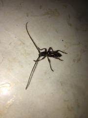 Ambonus distinctus