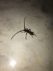 Ambonus distinctus