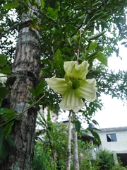 Parmentiera aculeata