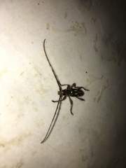 Ambonus distinctus