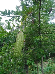 Parmentiera aculeata