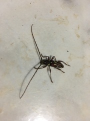 Ambonus distinctus