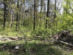 Aphaenogaster subterranea