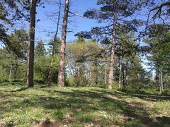 Aphaenogaster subterranea