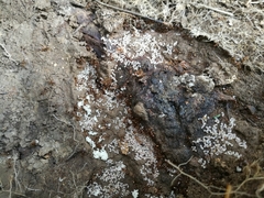 Aphaenogaster subterranea