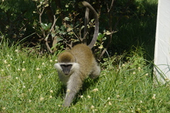 Chlorocebus aethiops