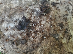 Aphaenogaster subterranea