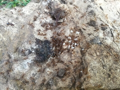 Aphaenogaster subterranea