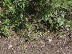 Castilleja miniata fulva