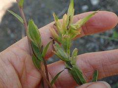 Castilleja miniata fulva